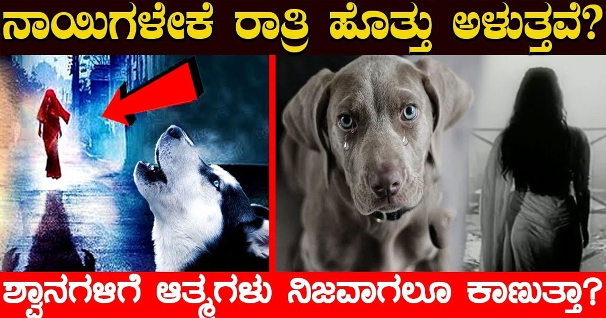 ನಾಯಿಗಳೇಕೆ ರಾತ್ರಿ ಹೊತ್ತು ಅಳುತ್ತವೆ!! ಆತ್ಮಗಳು ನಿಜವಾಗಲೂ ಕಾಣುತ್ತಾ ?