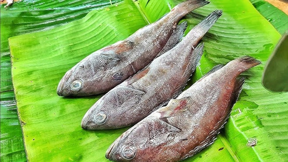 Muru Fish (Red Snapper): A Culinary Delight in India, Mangalore Delicacy