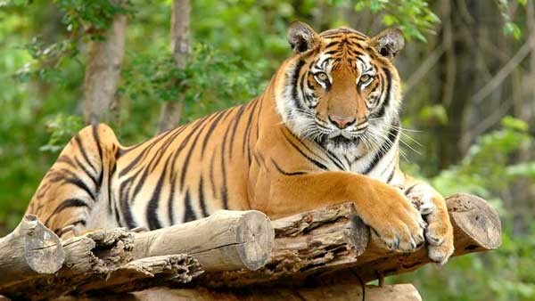 Chinese Zoo Sells Tiger Urine as Health Remedy For Arthritis And Muscle Pain