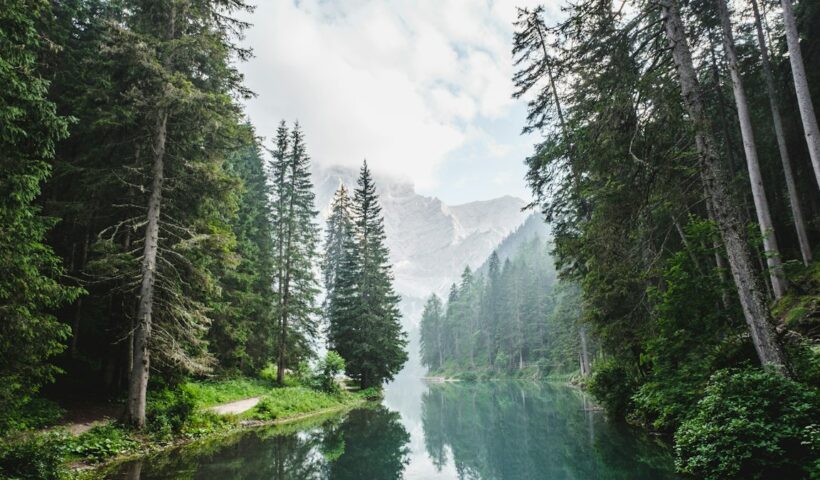 Trees and greenery representing clean air and respiratory health