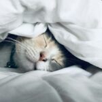 Sleep Deprivation: What Happens When You Sleep Less Than 6 Hours?