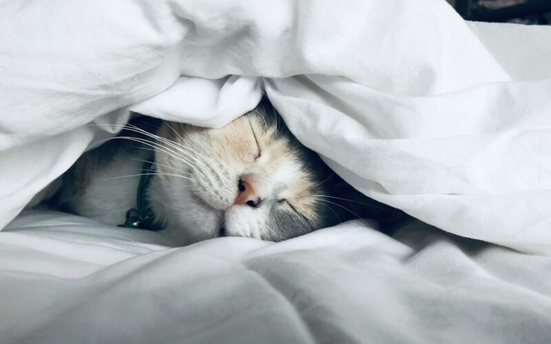 Sleep Deprivation: What Happens When You Sleep Less Than 6 Hours?
